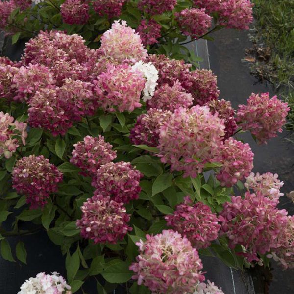 Fire Light® Hydrangea Tree Discount