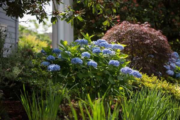 Endless Summer® The Original Reblooming Hydrangea Online