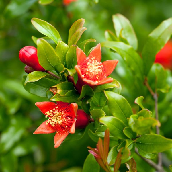 Cold Hardy Russian Pomegranate Tree For Discount