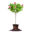 Fire Light® Hydrangea Tree Discount