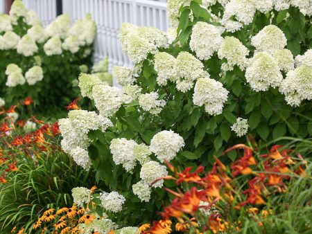 Limelight Hydrangea Bush Online Sale