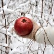 Cold Hardy Russian Pomegranate Tree For Discount