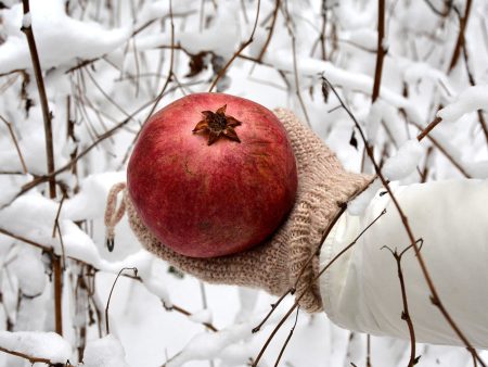 Cold Hardy Russian Pomegranate Tree For Discount