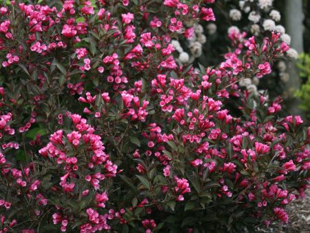 Dwarf Wine & Roses Weigela Shrub Fashion