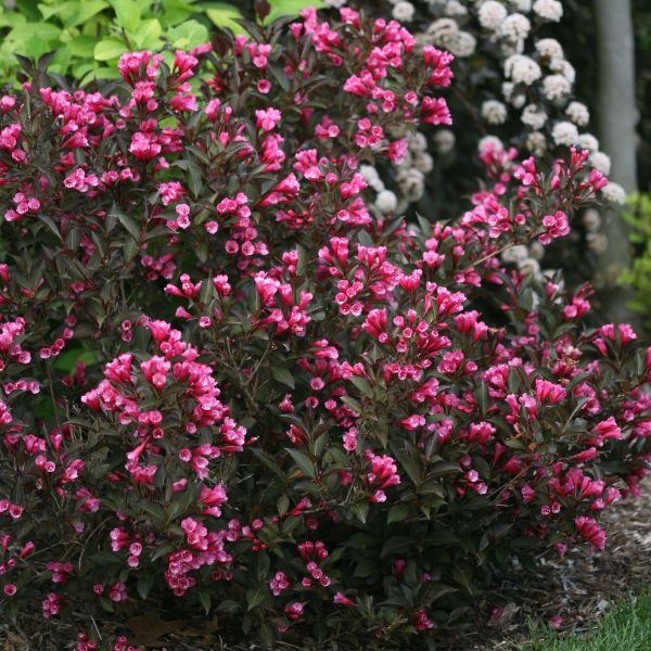 Dwarf Wine & Roses Weigela Shrub Fashion