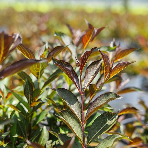 Dwarf Wine & Roses Weigela Shrub Fashion