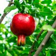 Cold Hardy Russian Pomegranate Tree For Discount