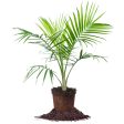 Majesty Palm Tree Supply