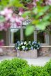 Endless Summer® The Original Reblooming Hydrangea Online