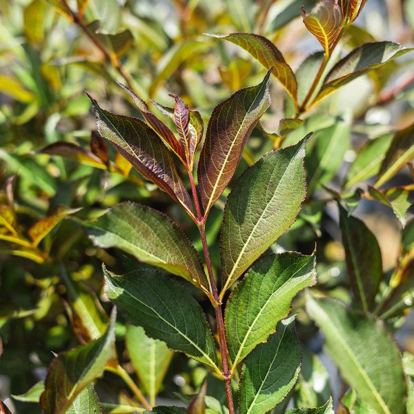 Dwarf Wine & Roses Weigela Shrub Fashion