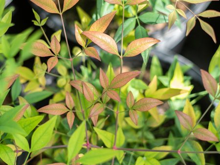 Nandina Domestica Compacta Cheap