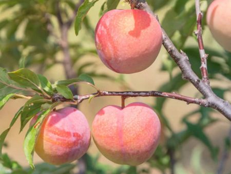 TexStar Peach Tree Sale