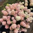 Fire Light® Hydrangea Tree Discount