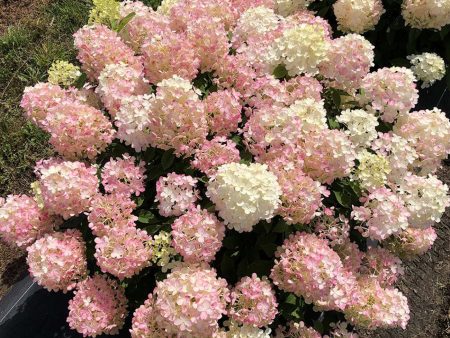 Fire Light® Hydrangea Tree Discount