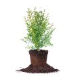 Cold Hardy Russian Pomegranate Tree For Discount