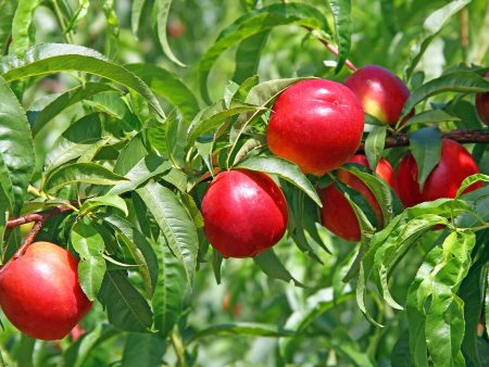 June Princess Nectarine Tree Discount