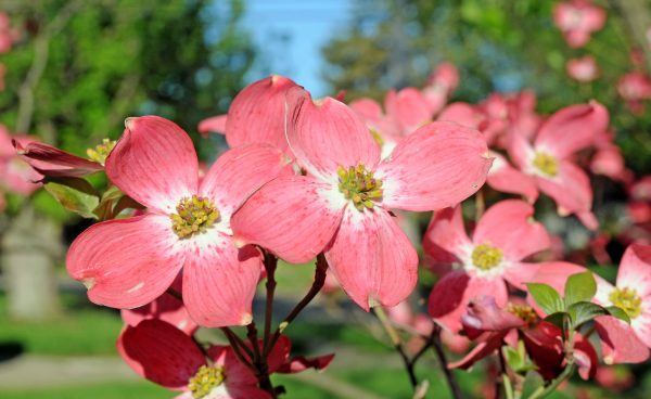 Red Dogwood Tree For Cheap