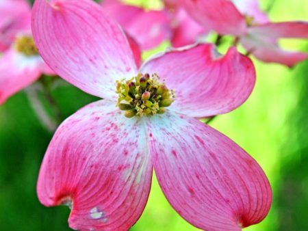 Red Dogwood Tree For Cheap