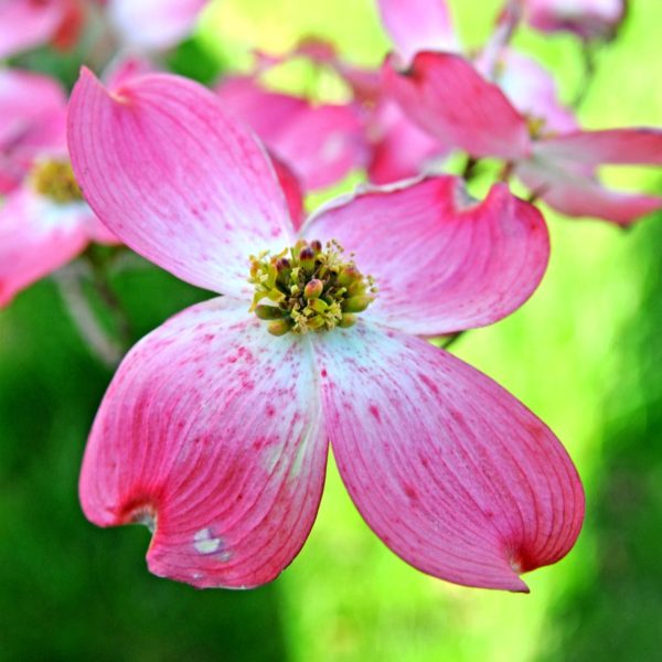 Red Dogwood Tree For Cheap