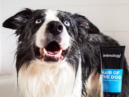 Animology Hair of the Dog Shampoo Online Hot Sale