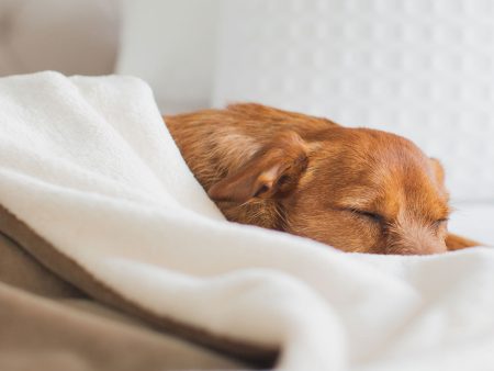 Dog & Puppy Blanket in Velvet by Lords & Labradors Online