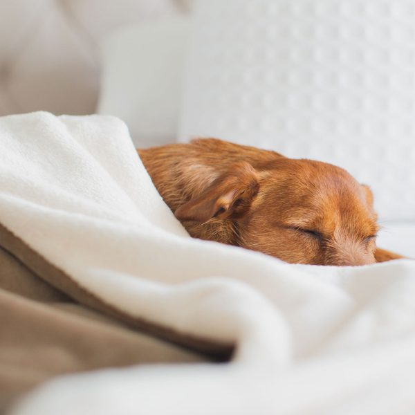 Dog & Puppy Blanket in Velvet by Lords & Labradors Online