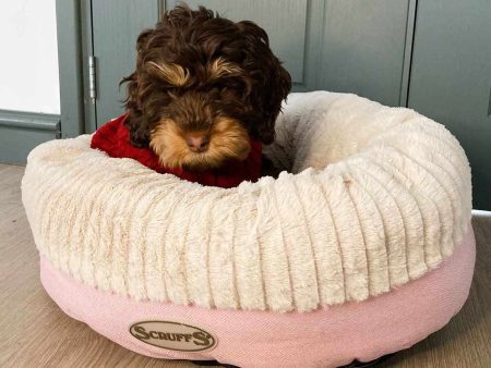 Scruffs Ellen Donut Pet Bed Fashion