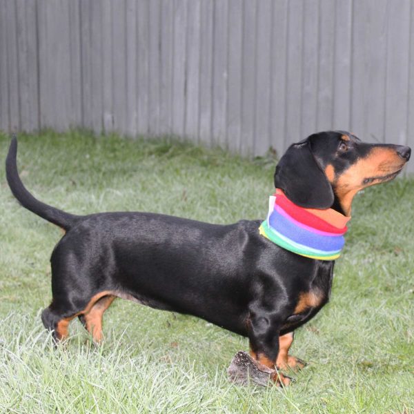 Dachshund Snood by Lords & Labradors For Sale