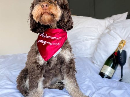 My Humans Are Getting Married  Bandana in Cranberry Velvet by Lords & Labradors Sale