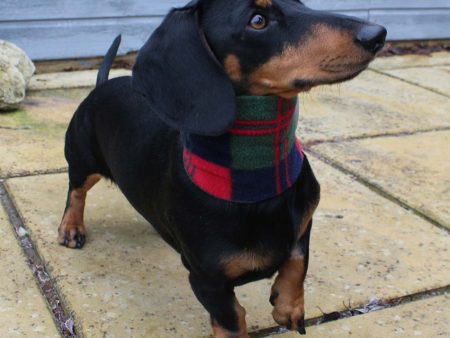 Dachshund Snood by Lords & Labradors For Sale