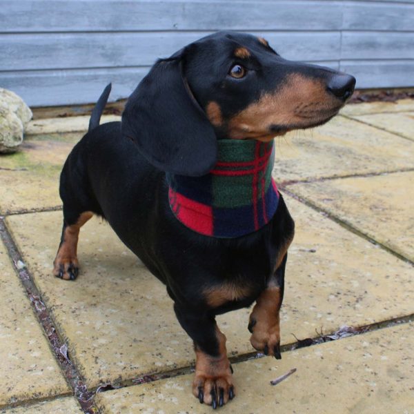 Dachshund Snood by Lords & Labradors For Sale