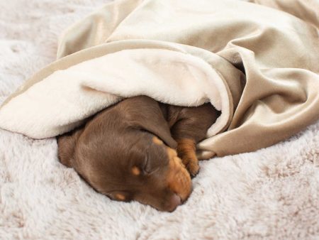 Puppy Scent Blanket in Velvet by Lords & Labradors Supply