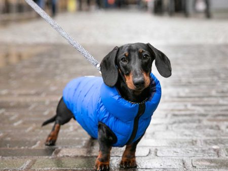 Hugo & Hudson Reversible Blue & Navy Puffer Jacket For Discount